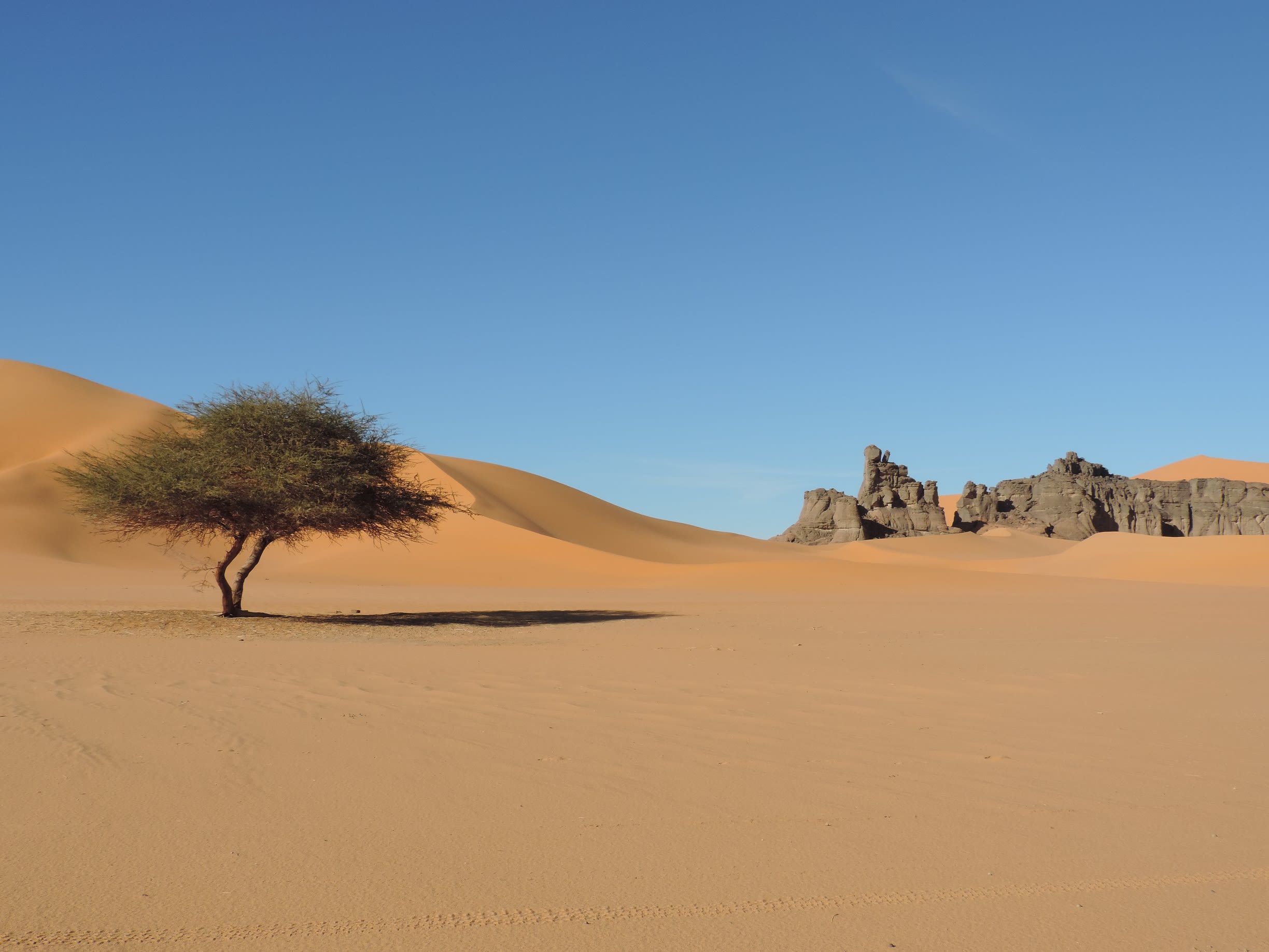 Albero solitario nel mezzo del deserto del Sahara, Algeria.